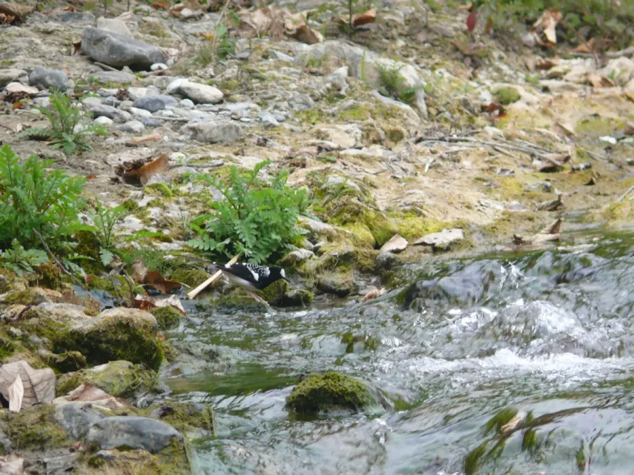 File:Spotted Forktail - Enicurus maculatus - P1070835.jpg