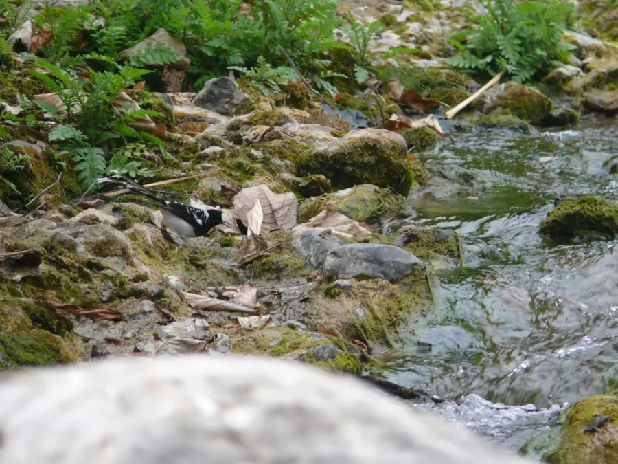 File:Spotted Forktail - Enicurus maculatus - P1070836.jpg