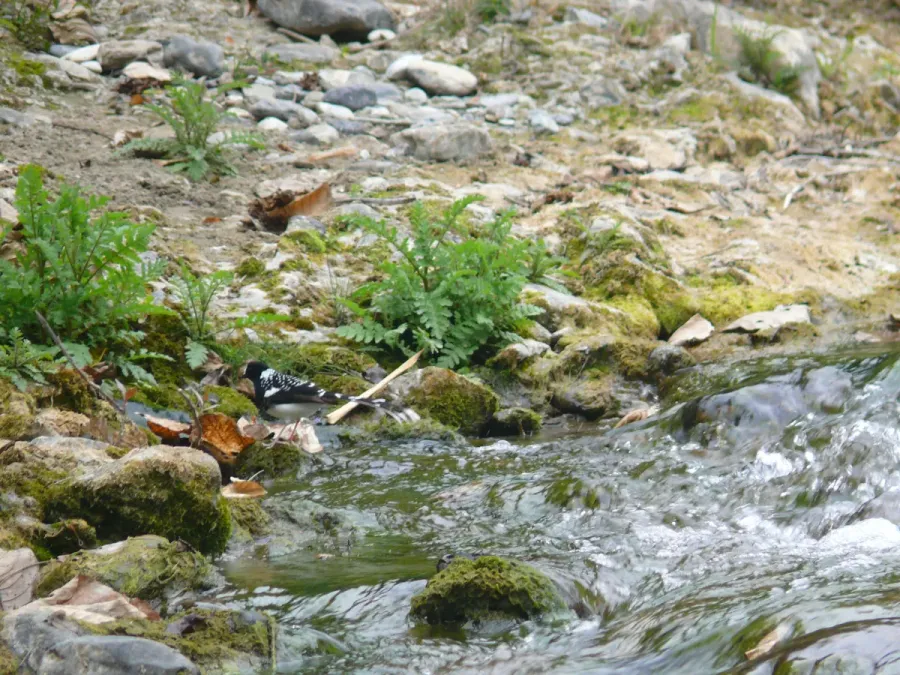 File:Spotted Forktail - Enicurus maculatus - P1070839.jpg