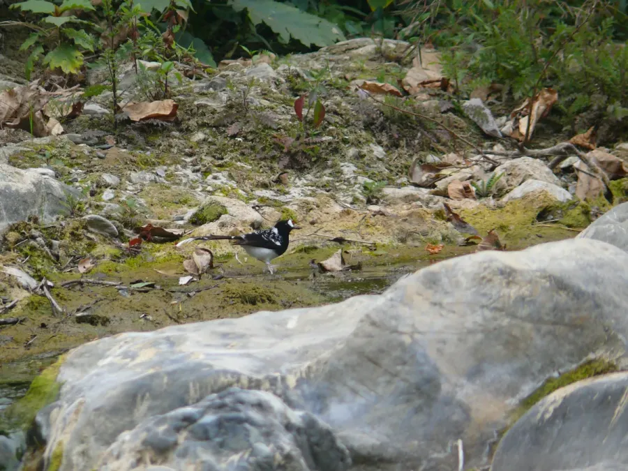 File:Spotted Forktail - Enicurus maculatus - P1070842.jpg
