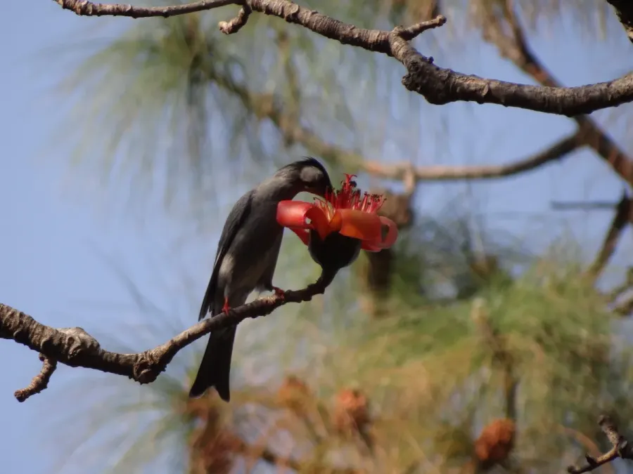 File:Himalayan Black Bulbul - Hypsipetes leucocephalus - DSC01191.jpg