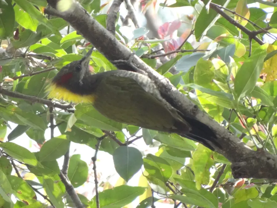 File:Lesser Yellownape - Picus chlorolophus - DSC01202.jpg