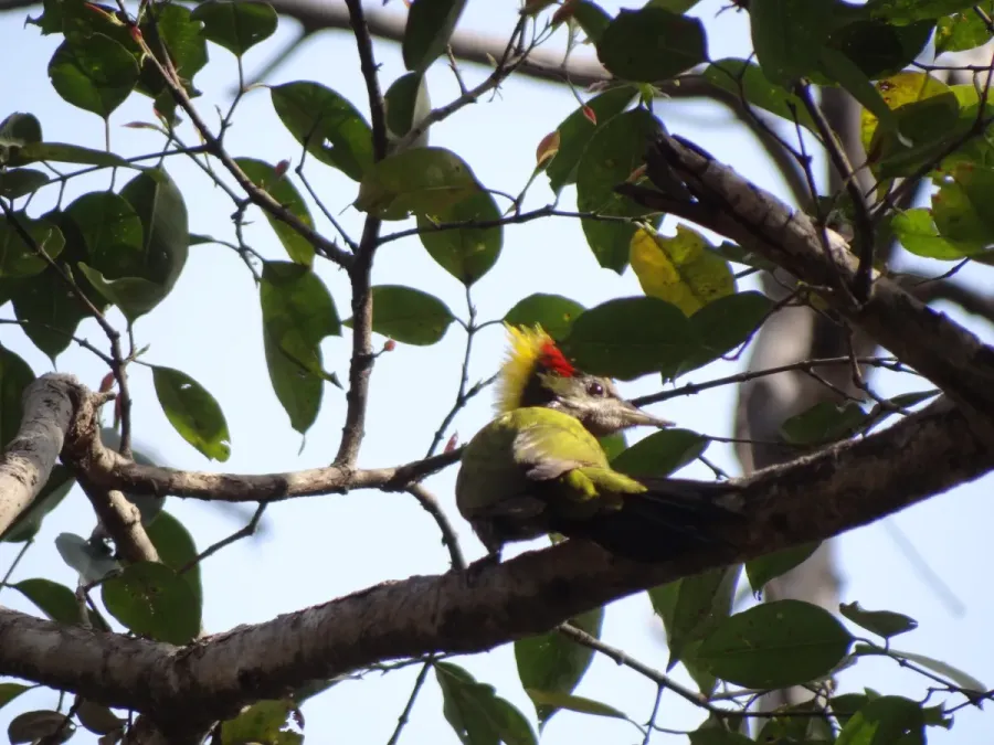File:Lesser Yellownape - Picus chlorolophus - DSC01205.jpg