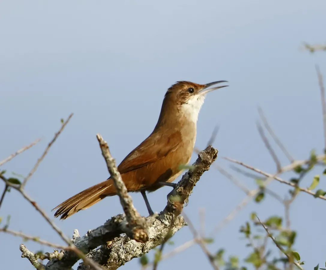 File:Tarphonomus certhioides - Chaco earthcreeper.jpg