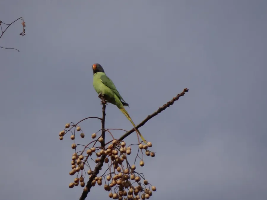 File:Slaty-headed Parakeet - Psittacula himalayana - DSC04308.jpg