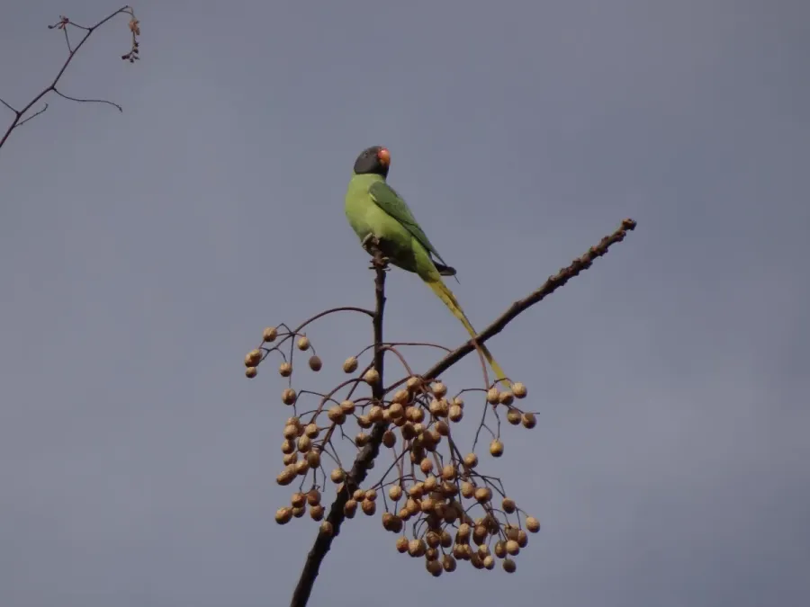 File:Slaty-headed Parakeet - Psittacula himalayana - DSC04309.jpg