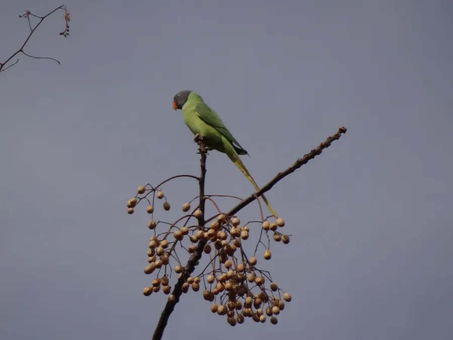 File:Slaty-headed Parakeet - Psittacula himalayana - DSC04310.jpg