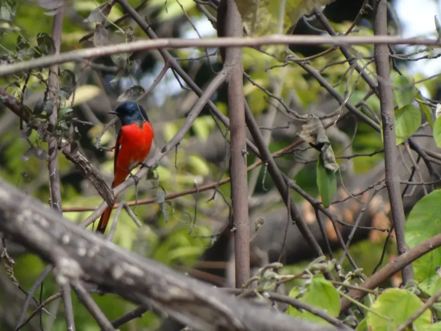 File:Long-tailed Minivet - Pericrocotus ethologus - DSC04788.jpg