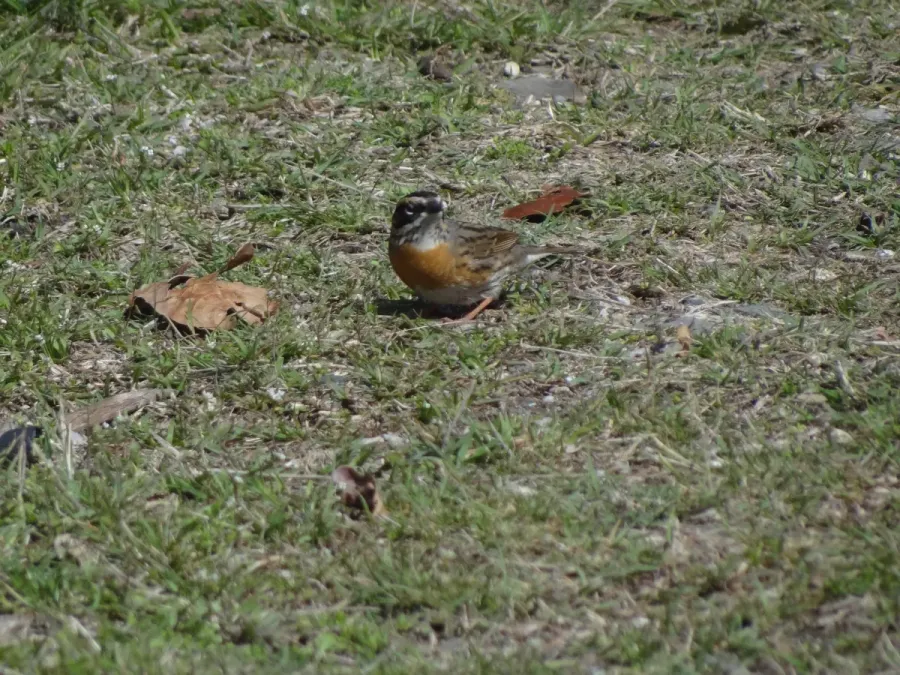 File:Rufous-Breasted Accentor - Prunella strophiata - DSC00106.jpg
