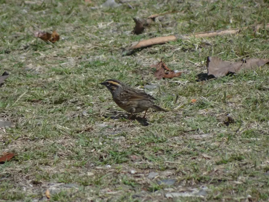 File:Rufous-Breasted Accentor - Prunella strophiata - DSC00109.jpg