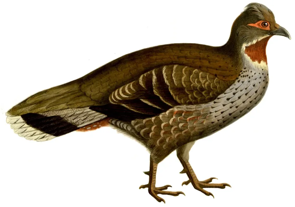 File:Tetraophasis-obscurus white background.jpg