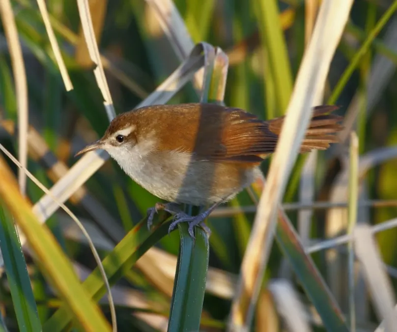 File:Limnornis curvirostris - Curve-billed reedhaunter.jpg