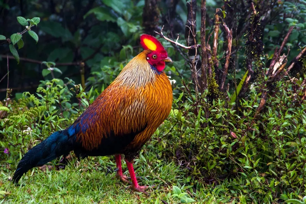 File:Sri Lankan junglefowl (Gallus lafayettii).jpg