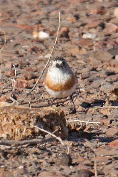 File:Chestnut-breasted Whiteface (Aphelocephala pectoralis) from front.jpg