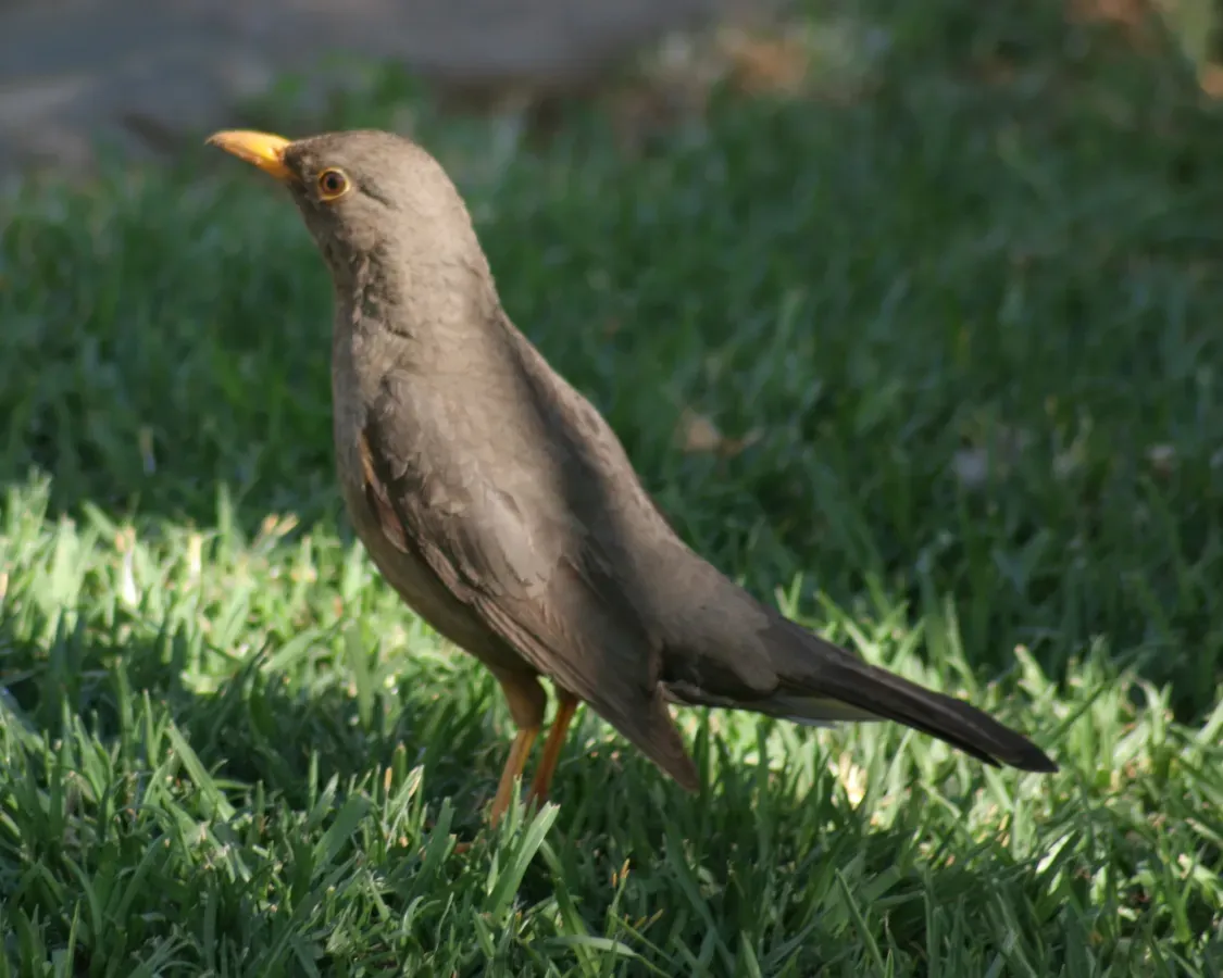 File:Turdus smithi (Karoo Thrush) on lawn (crop).jpg