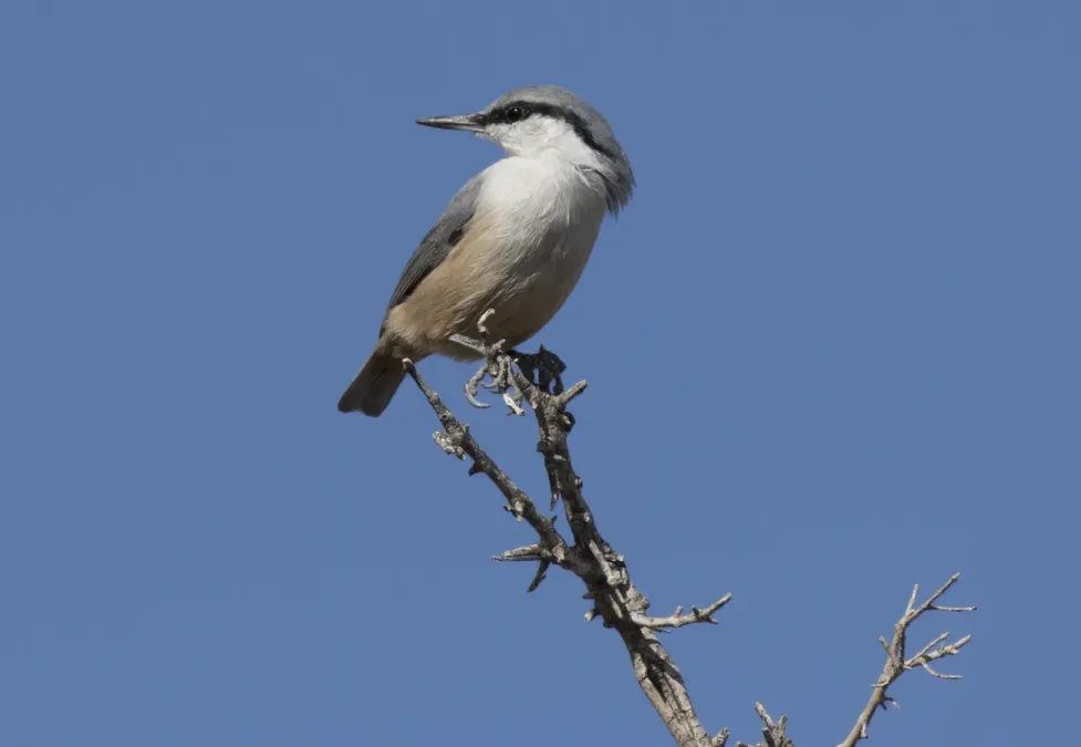 File:Sitta neumayer - Western Rock Nuthatch, Mersin 2016-11-20 05-12.jpg