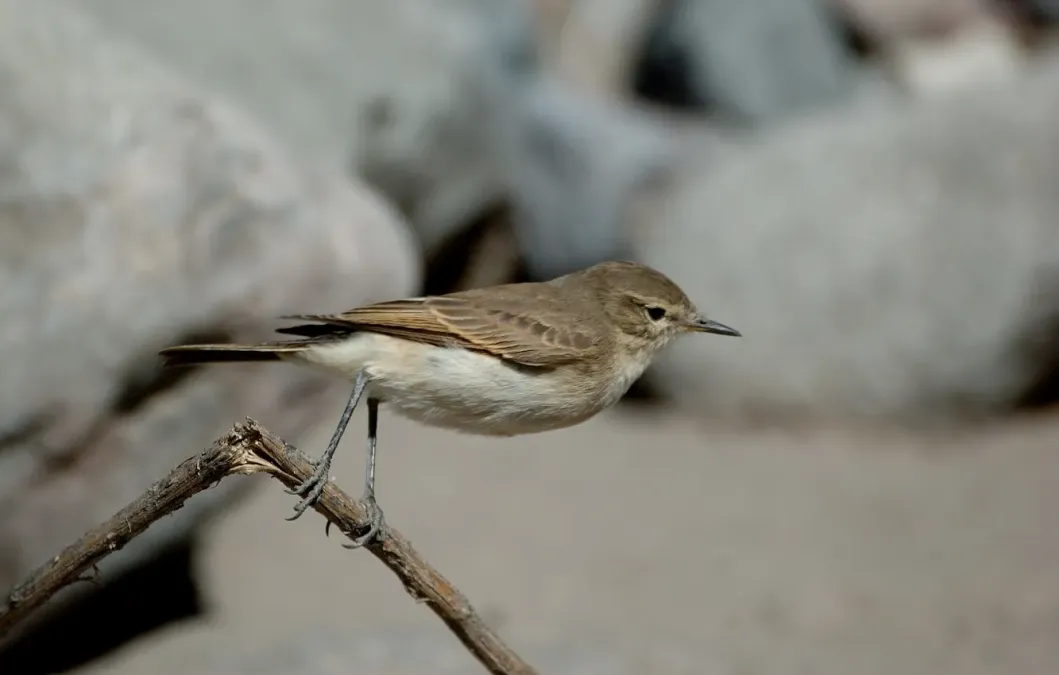 File:Perched Spot-billed Ground-tyrant (Muscisaxicola maculirostris) side view.jpg