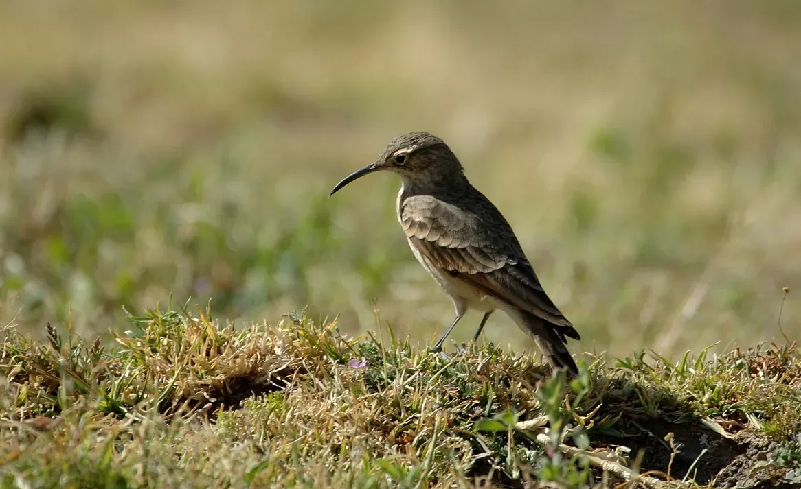 File:Slender-billed Miner (Geositta tenuirostris) from side, looking down.jpg