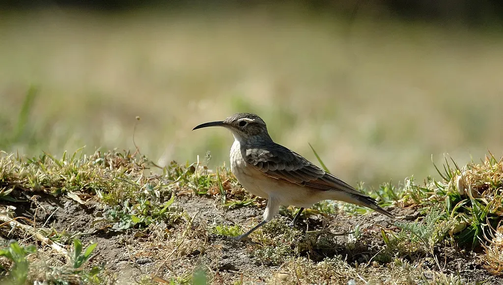 File:Slender-billed Miner (Geositta tenuirostris) from side.jpg