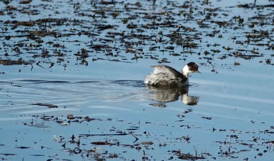 File:Silvery Grebe (Podiceps occipitalis) swimming.jpg