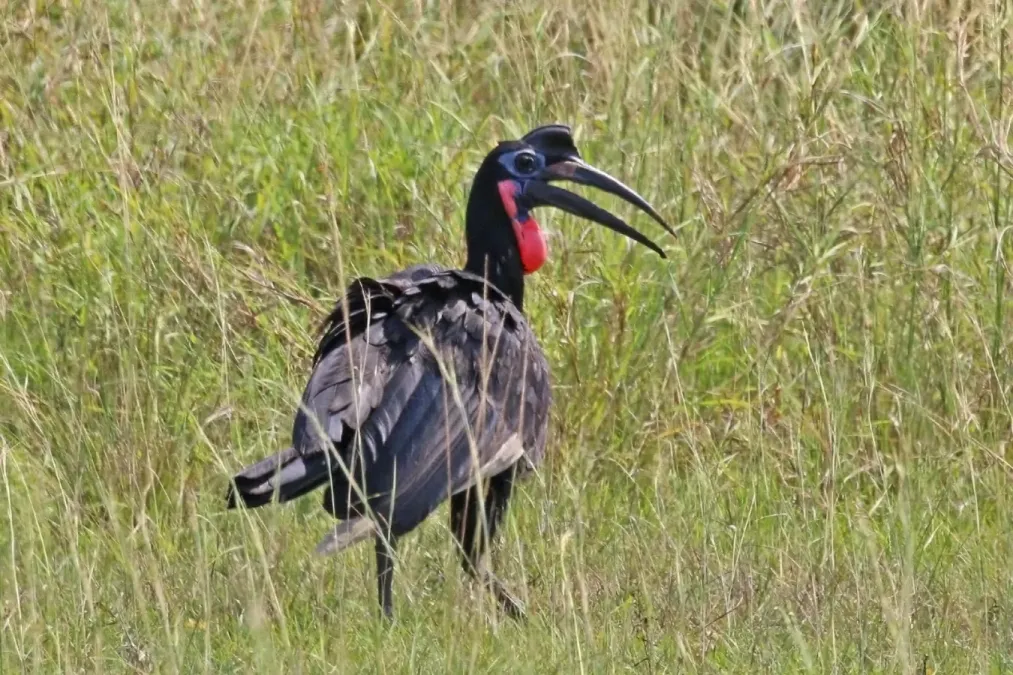 File:Abyssinian ground-hornbill (Bucorvus abyssinicus) male.jpg