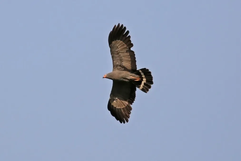 File:African harrier-hawk (Polyboroides typus - gymnogene) in flight.jpg
