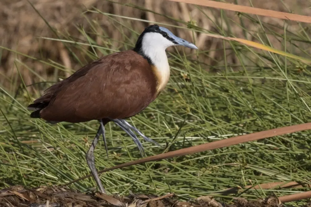File:African jacana (Actophilornis africanus) Kenya.jpg