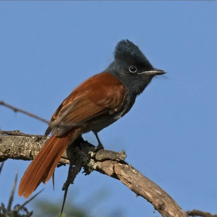 File:African paradise-flycatcher (Terpsiphone viridis) rufous morph female.jpg