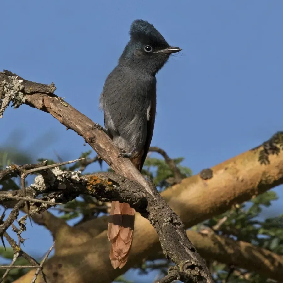 File:African paradise-flycatcher (Terpsiphone viridis) rufous morph female 2.jpg