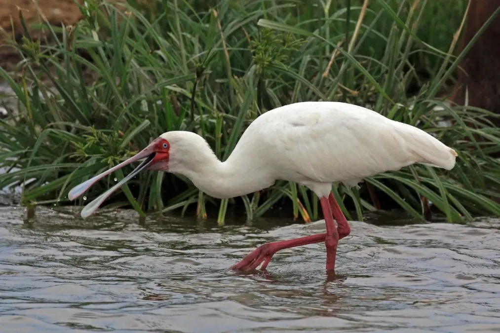 File:African spoonbill (Platalea alba).jpg