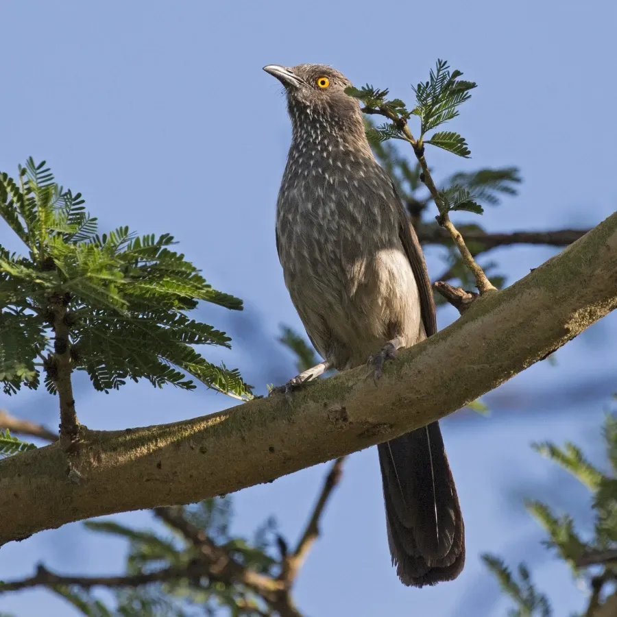 File:Arrow-marked babbler (Turdoides jardineii).jpg