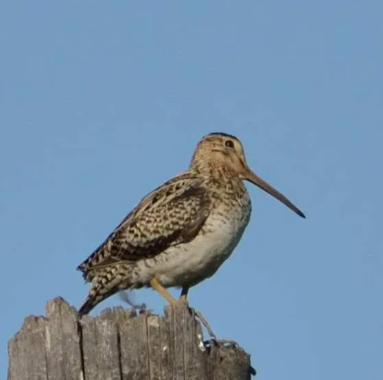File:Gallinago megala (cropped).jpg