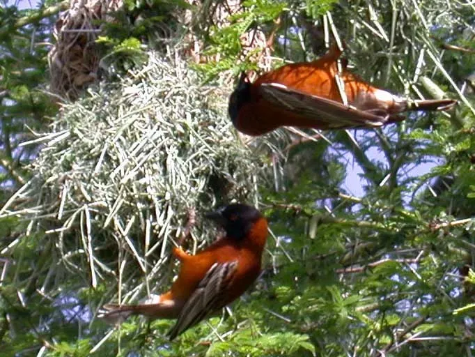 File:Ploceus-rubiginosus-2.jpg