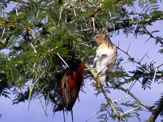 File:Ploceus-rubiginosus-3.jpg