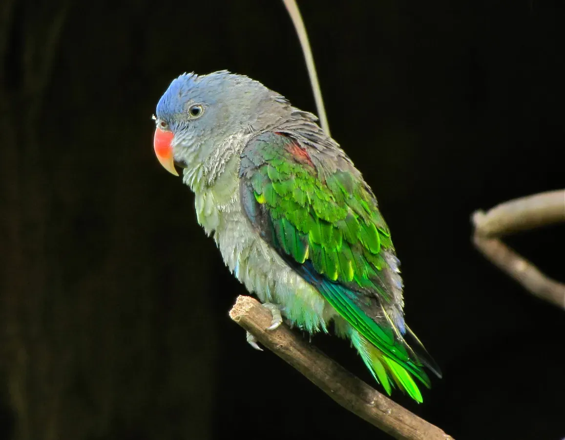 File:Blue-rumped Parrot Psittinus cyanurus (6970039210) (cropped).jpg