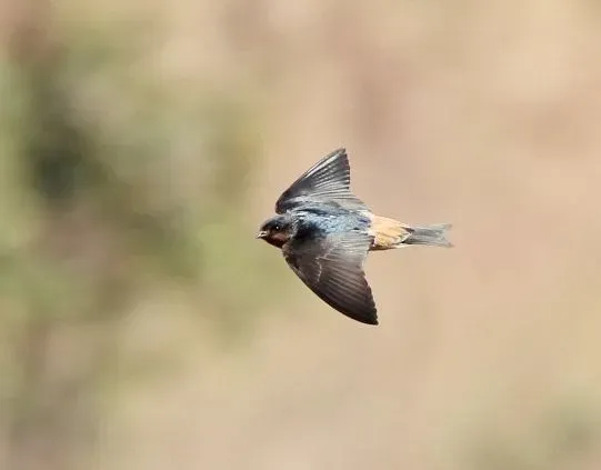 File:Petrochelidon rufigula, tussen Kuito en Bié, Birding Weto, a.jpg