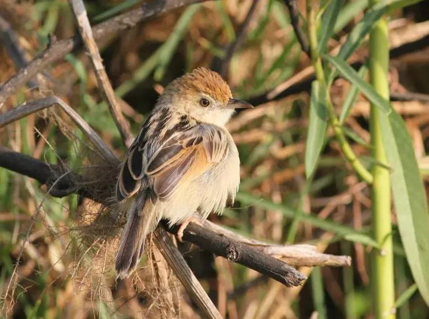 File:Cisticola galactotes subsp isodactylus, Pungwe-vloedvlakte, Birding Weto, a.jpg