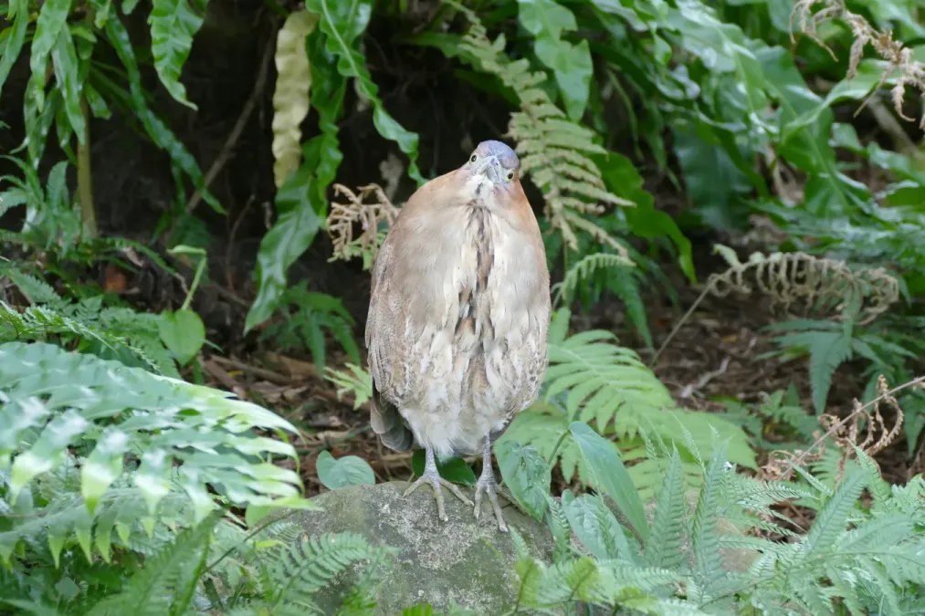 File:Malayan night heron (Gorsachius melanolophus).jpg