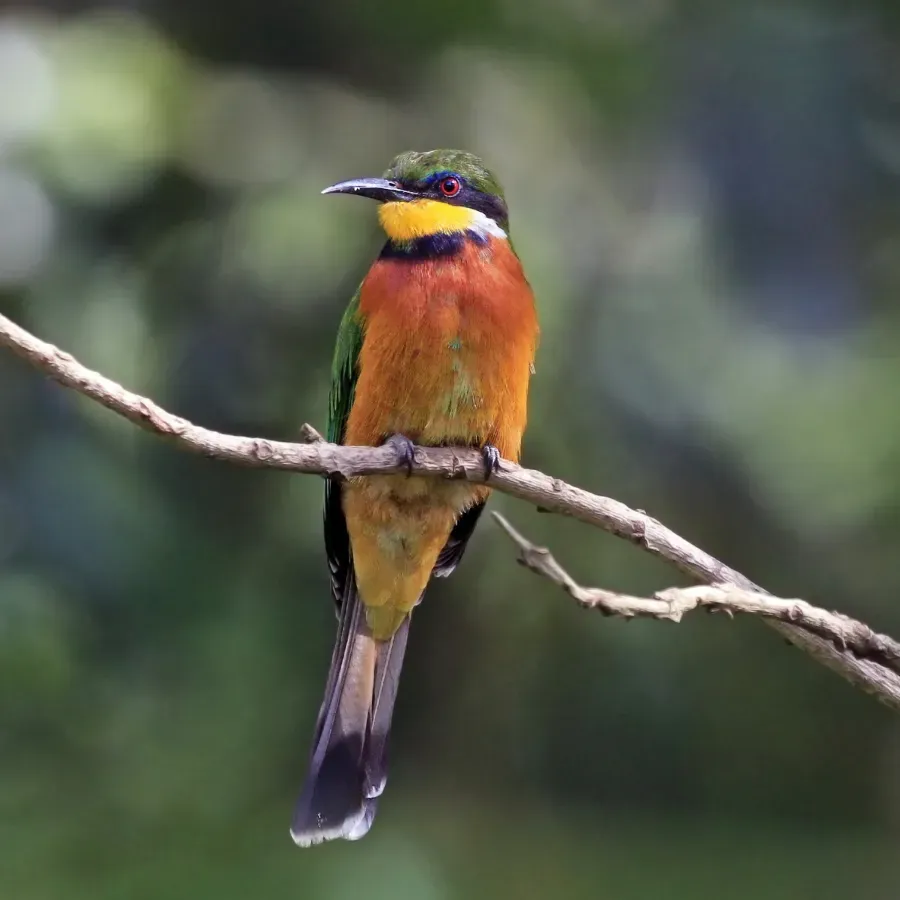 File:Cinnamon-chested bee-eater (Merops oreobates).jpg