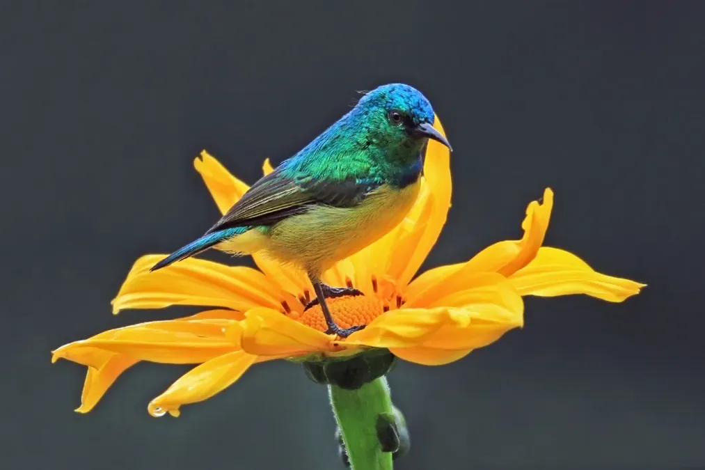 File:Collared sunbird (Hedydipna collaris) male.jpg