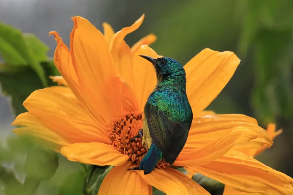 File:Collared sunbird (Hedydipna collaris) female.jpg