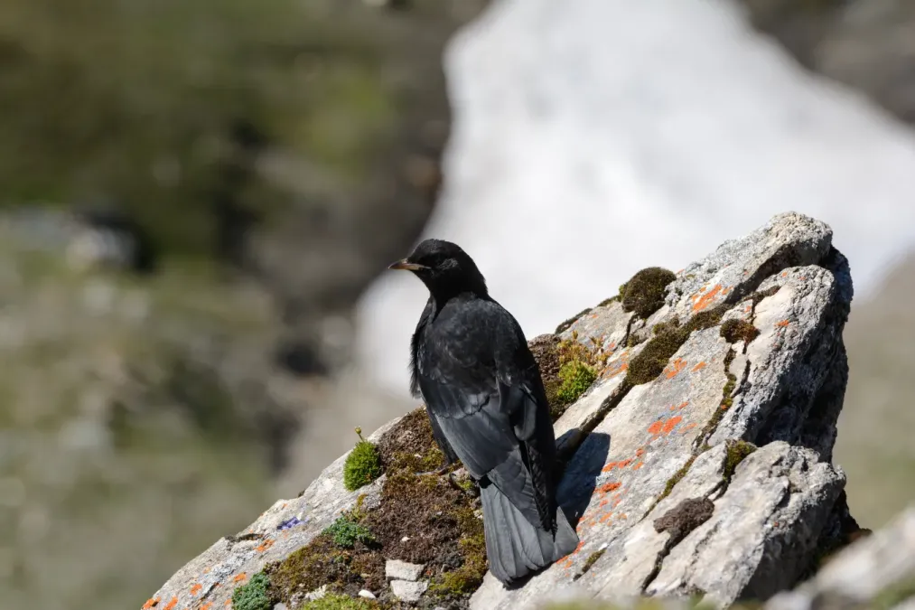 File:Pyrrhocorax graculus Niederer Tauern 20160807.jpg