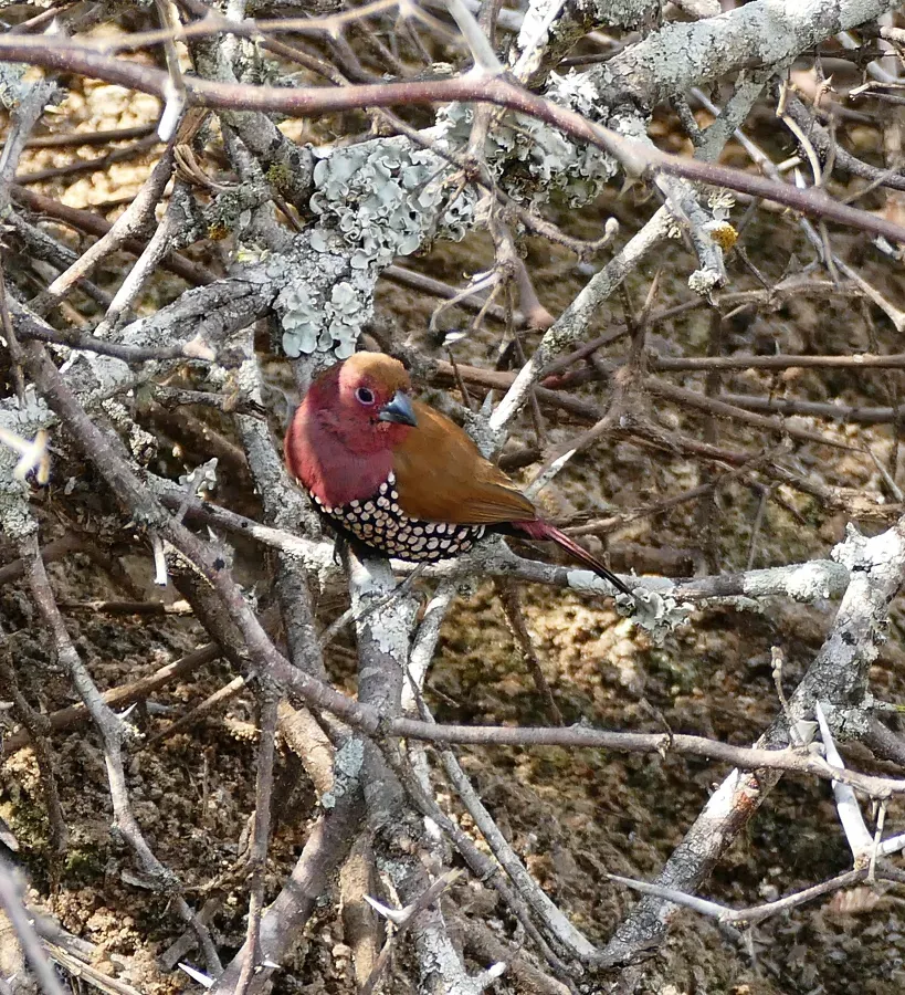File:Pink-throated Twinspot (Hypargos margaritatus) (30415793314).jpg