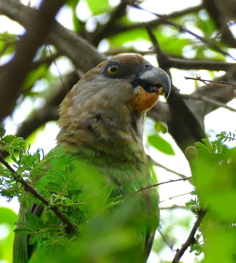 File:Brown-headed Parrot (Poicephalus cryptoxanthus) eating small fruit ... (31076271101).jpg