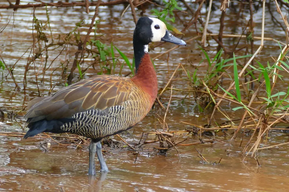 File:White-faced Duck (Dendrocygna viduata) (31189687175).jpg