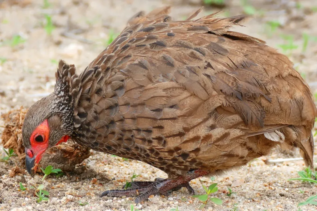 File:Swainson's Spurfowl (Pternistis swainsonii) foraging in elephant dung ... (31115919335).jpg