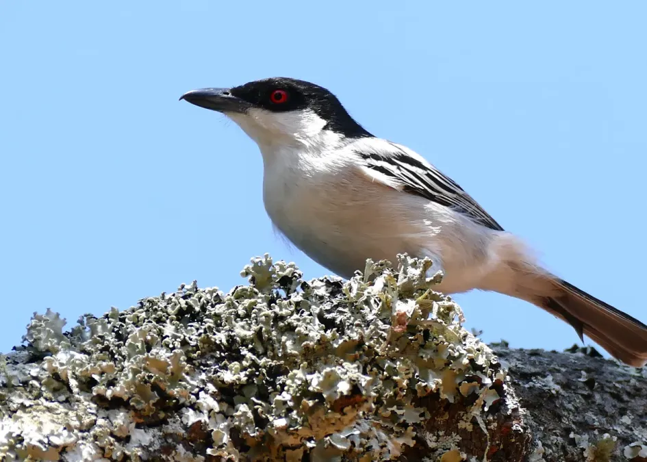 File:Black-backed Puffback (Dryoscopus cubla) male (30962823556).jpg