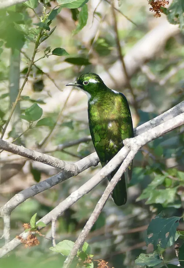 File:Klaas's Cuckoo (Chrysococcyx klaas) male (30054699003).jpg