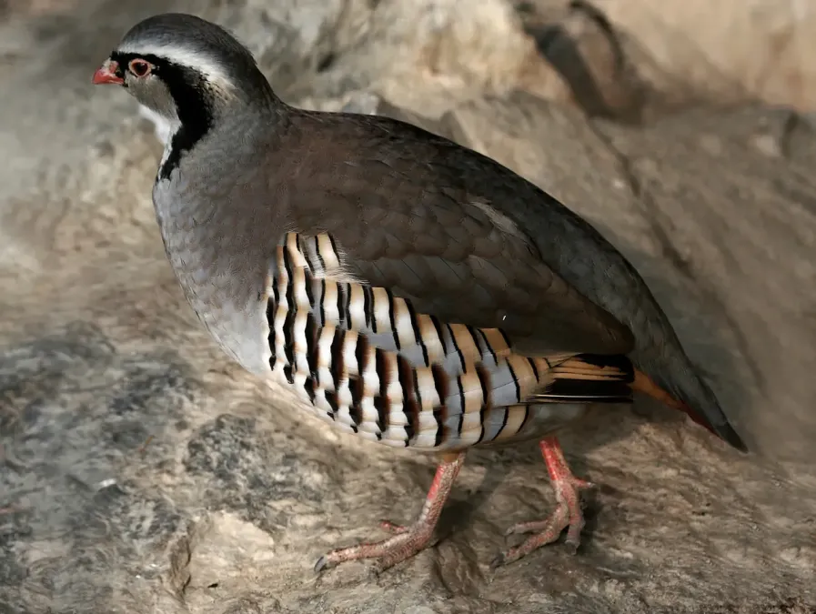 File:Steinhuhn Alectoris graeca (cropped).jpg