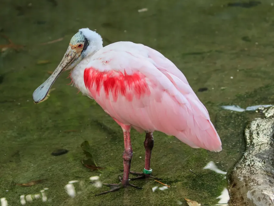File:Prague 07-2016 Zoo img07 Platalea ajaja.jpg